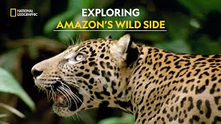 Amazons Fiercest Predators  Amazonia  हिंदी  Full Episode  S1  E2  Nat Geo Wild [upl. by Nissensohn]