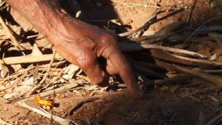 Through our Eyes  Finding witchetty grubs with Badger Bates [upl. by Idnic]