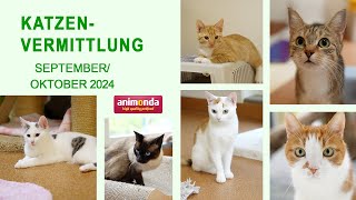 Katzenvermittlung  SeptemberOktober 2024 Tierheim Hannover TV [upl. by Pelletier]