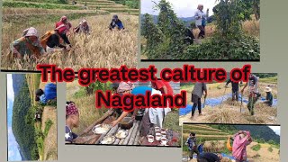 The Greatest Calture of Nagaland ❤️❤️ [upl. by Evod]