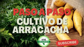 Paso a paso cultivo de arracacha vivelogicamente [upl. by Arias]