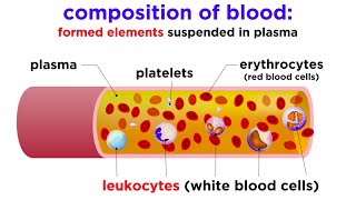 The Composition and Function of Blood [upl. by Llewsor285]