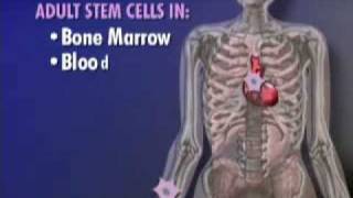 Adult Stem Cell Results amp Embryonic Stem Cell Ethics Video [upl. by Nuahsad]