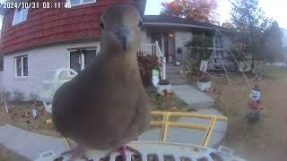 Daily Birdwatching  Netvue Birdfy Birdfeeder Cam  October 31 2024 [upl. by Tigdirb295]