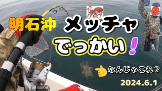 明石沖タコ釣り メッチャデカイのが釣れましたの巻 [upl. by Imuy610]