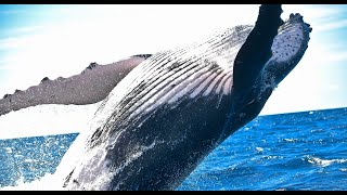 Merveilles de baleines  Plongez dans les profondeurs   A la découverte de la planète en FULL HD [upl. by Pitzer]