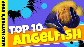 Top 10 Large Angelfish [upl. by Eatnhoj]