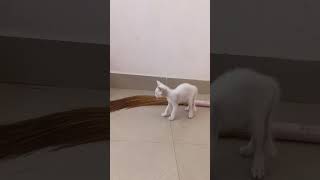 wildbrothers cat snowbell [upl. by Yllah]