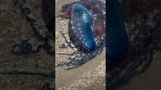 STUNG By A PORTUGUESE MAN O WAR portuguesemanowar short shorts siphonophore jellyfish [upl. by Nishom]