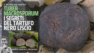 Il tartufo nero liscio Tuber macrosporum [upl. by Leede920]