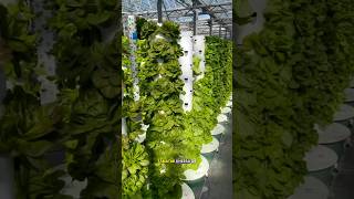 AEROPONIC farming science sciencefacts [upl. by Nyroc507]