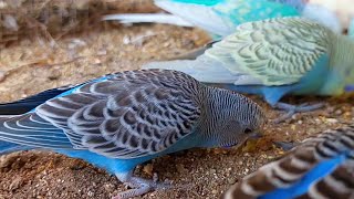 Budgies parakeet eating food in outdoor aviary birds chirping sound pets nature birds [upl. by Aric618]