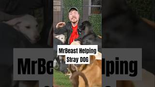 i Helped 1000000 STRAY DOGS shorts ytshorts mrbeastshorts mrbeast dog doglover straydogs [upl. by Reynolds967]