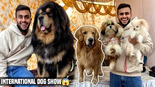 International Dog show in India🇮🇳😱 Karnal 2024 [upl. by Mosera146]