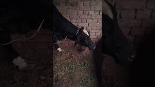 Treatment of phosphorus deficiency animalsdoctor animals veterinary farming punjabisong shorts [upl. by Dafodil]