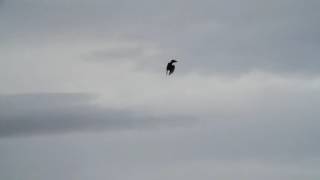 Falconry Peregrine tiercel chasing pigeon [upl. by Eelitan]