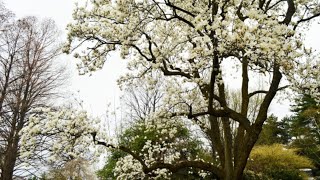 Magnolia Magnoliaceae [upl. by Annaek]