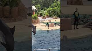 Delfines Saltando en Sea World shortvideo shorts viralvideo youtubeshorts fyp [upl. by Ran]