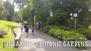 Singapore Botanic Gardens  4K Ambient Walk [upl. by Albion]