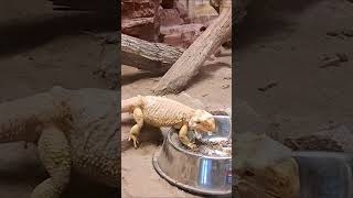 Central Bearded Dragon HalfShed Snack Time Delight [upl. by Tamiko]