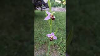 Magnifique orchidée sauvage lophrys abeille la star du mimétisme [upl. by Truda244]