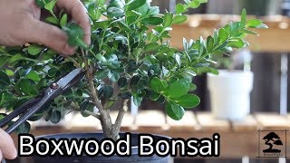 Boxwood Bonsai  shaping and wiring [upl. by Annovahs923]