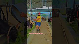 Successful cow dairy farm starting dairy farm business in India dairy farm tour in Indiafarming [upl. by Ahrens]