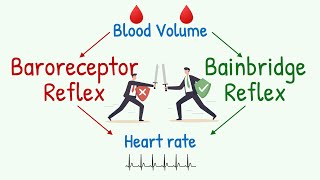 Bainbridge Reflex vs Baroreceptor Reflex  Effect of Changes in Blood Volume on Heart Rate [upl. by Viv]