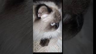 Himalayan cat قطه هملايا ترفض قص شعرها يطلع طبعها الثاني 😺🐱😸 youtube4animal tiktok4animal cat [upl. by Holtorf361]