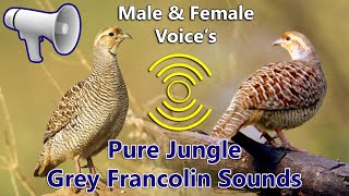 Real Jungle Partridge Hunting sounds  Grey Francolin Male and Female Voice  jungle grey partridge [upl. by Lathrope945]