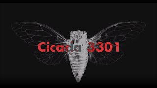 Cicada 3301 An Internet Mystery [upl. by Imiaj]