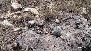 Cacti in Guadalupe Mountains [upl. by Oiredised]