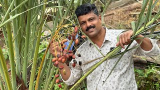 അറബിനാട്ടിലെ ഈന്തപ്പന കൃഷി മിറക്കിൾ ഫാമിലും ആരംഭിച്ചു 💯 [upl. by Ummersen]