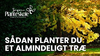 Sådan planter du et almindeligt træ [upl. by Etnecniv296]