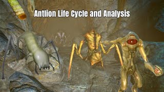 Antlion analysis and life cycle [upl. by Issiah]