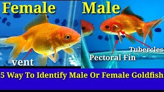 Whats the Actually Differences Between Arowana Fish In Male And Female [upl. by Korie]