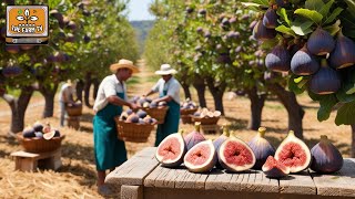 The delicacy and flavor of the FIGS Discover how its production and FIGS JAM processing work [upl. by Itaws352]