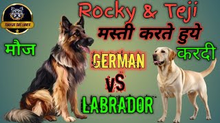 😱German😱 vs 😱Labra😱 germanshepherd free pappy milne bale hai aaa sab ko  levra ke 😍😍 [upl. by Vince]