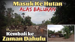 SULIT DI PERCAYA di Dalam Hutan yg Terkenal quotANGKERquot ini Ternyata ada pemukiman luas ALAS BALURAN [upl. by Aelat]