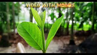 Video with mobile SE STORY photography senewsbangladesh [upl. by Anahsek28]