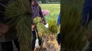 Whose childhood is this Threshing rice by hand shorts farmnhanvlogstv farmnhan [upl. by Holms54]