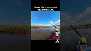 Incredible flower filled marsh on the Patuxent River MD nature maryland kayak flowers [upl. by Bannister]