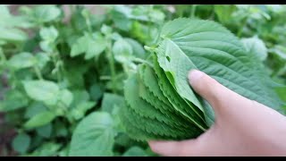 Harvesting  Perilla Leaves 깬잎 [upl. by Nitsirhc771]