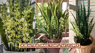 13 Beautiful Snake Plants that Flower [upl. by Ativ510]