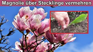 Magnolie durch Stecklinge vermehren – Magnolienbaum über Ableger selber ziehen Anleitung [upl. by Odnam]