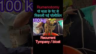 Rumenotomy in cow l Recurrent Tympany l bloat l dr umar khan [upl. by Juieta]