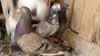 My Pigeons Tipplers 2023 [upl. by Frayne]