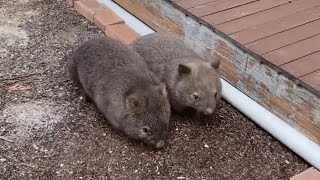 Adorable Wombats Playing in Playground [upl. by Gabriel]