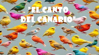 quotEl Canto del Canario Un Pájaro de Oroquot naturalezaenviajes [upl. by Eignav]