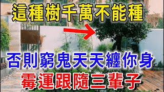 家中有樹旺風水，但這種樹千萬不能種！否則冤魂天天纏你身，霉運跟隨三輩子！ 花好月圓 一禪語 運勢 風水 佛教 生肖 佛語禪心 [upl. by Ahsinot]